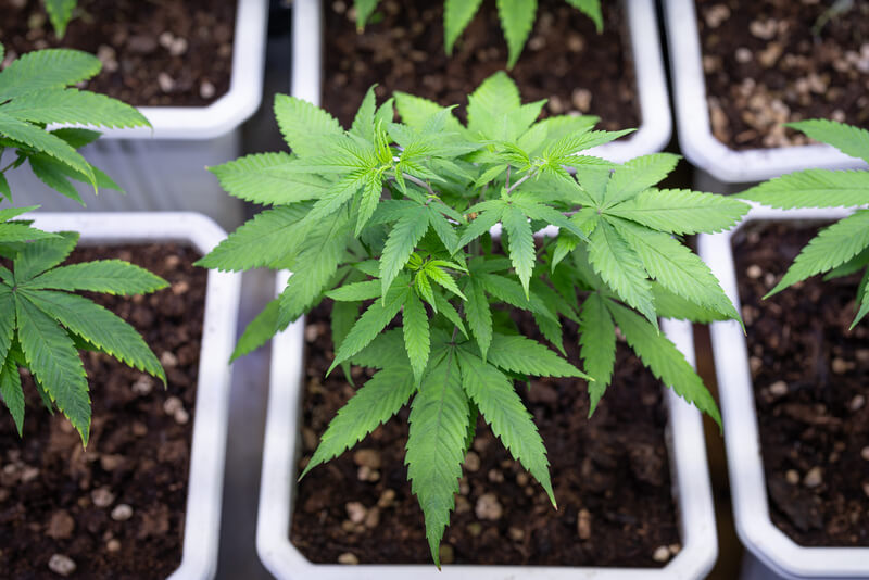 cannabis indica o que e