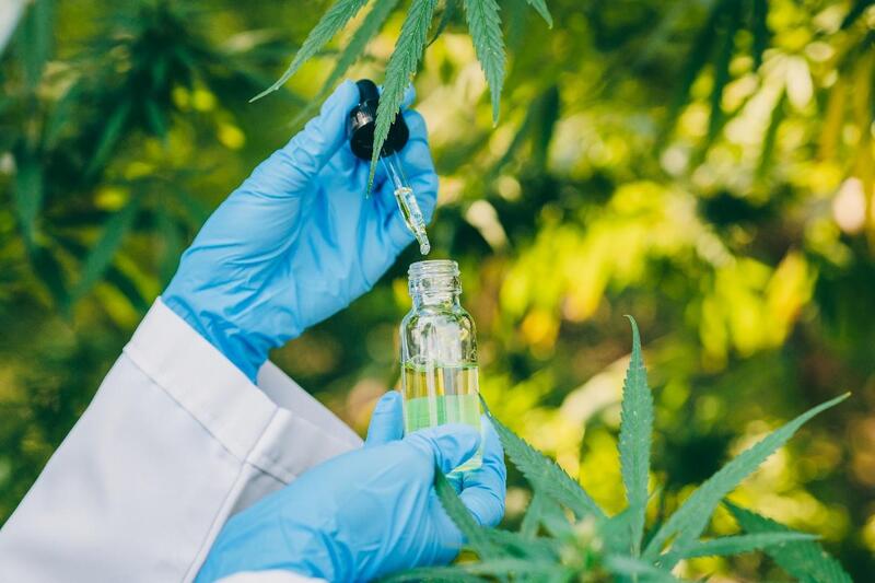 cannabis medicinal remedio