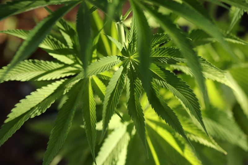 cannabis sativa mudas