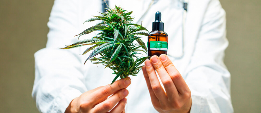 Búzios vai investir 5 mi em Cannabis para distribuição pelo SUS