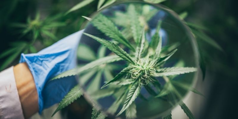 cbd para dores musculares planta