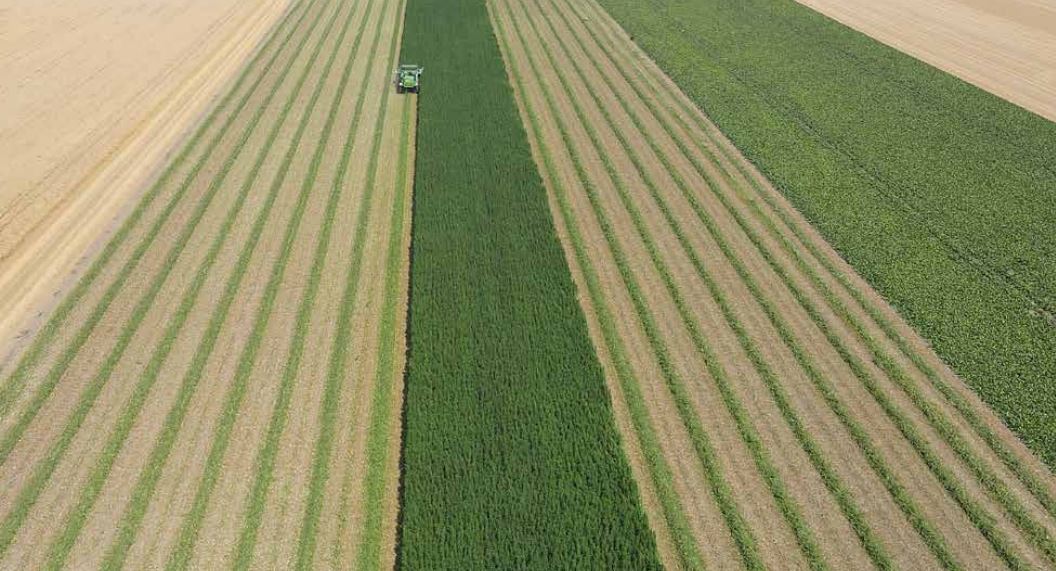 Cultivo de cânhamo nos EUA