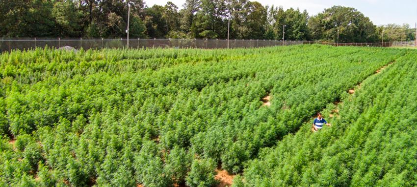 Cannabis nos EUA: 45 bilhões até 2027