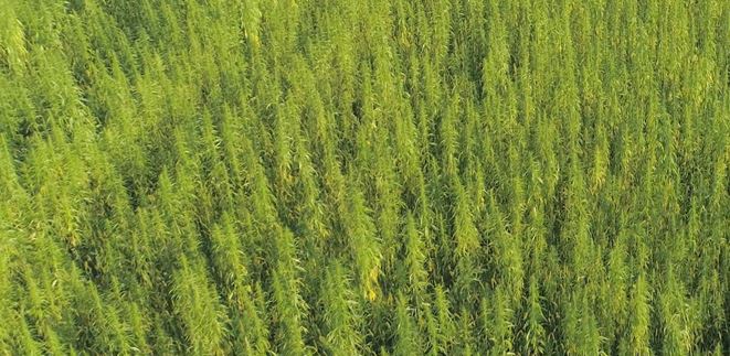 Cânhamo e crédito de carbono