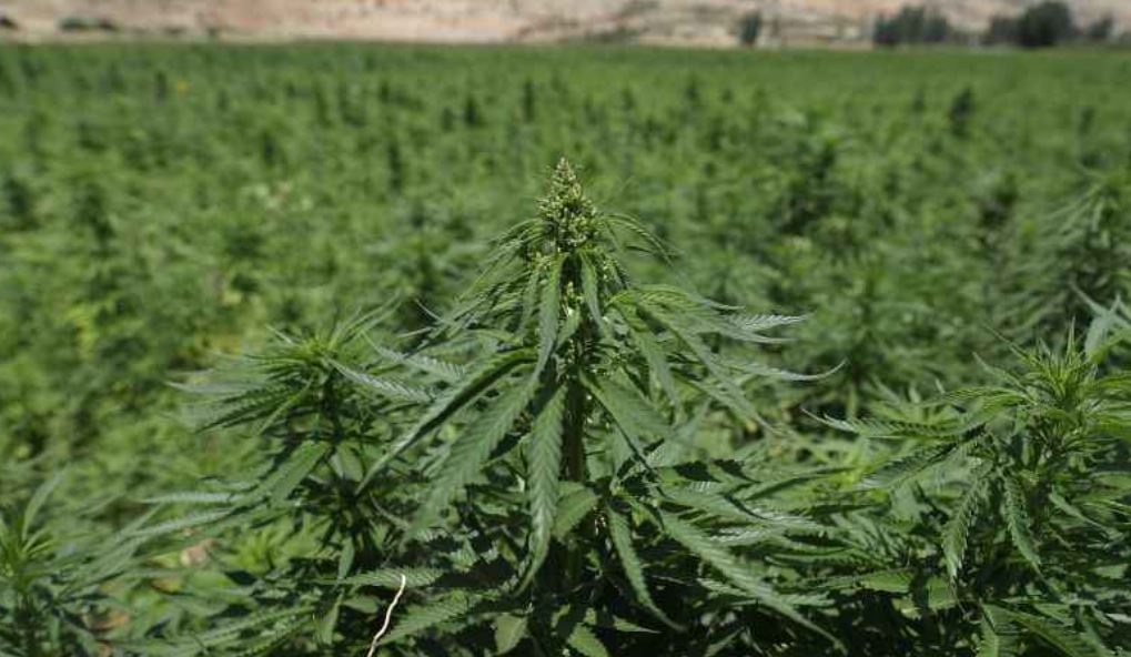 Quem pode regulamentar a Cannabis no Brasil?