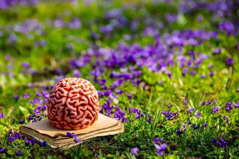 cura do alzheimer cerebro