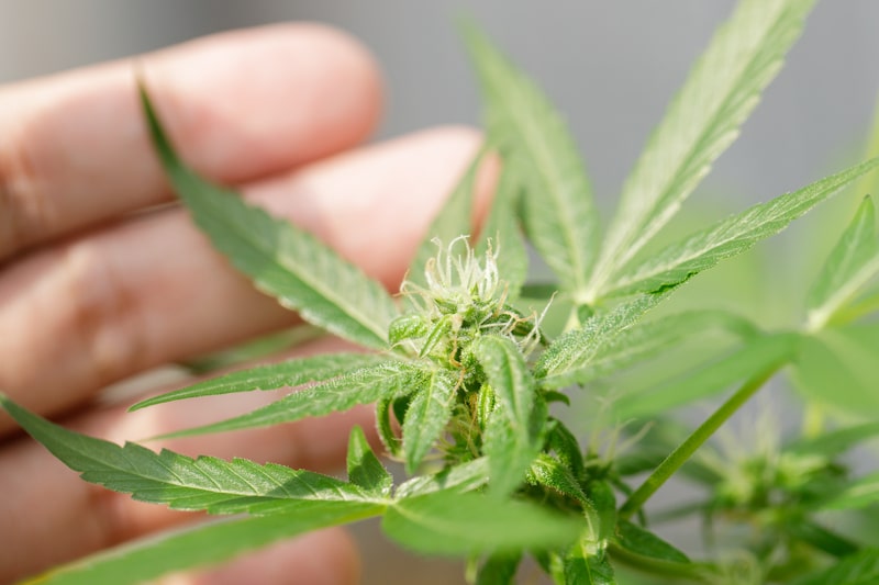 delta 8 thc planta cultivada