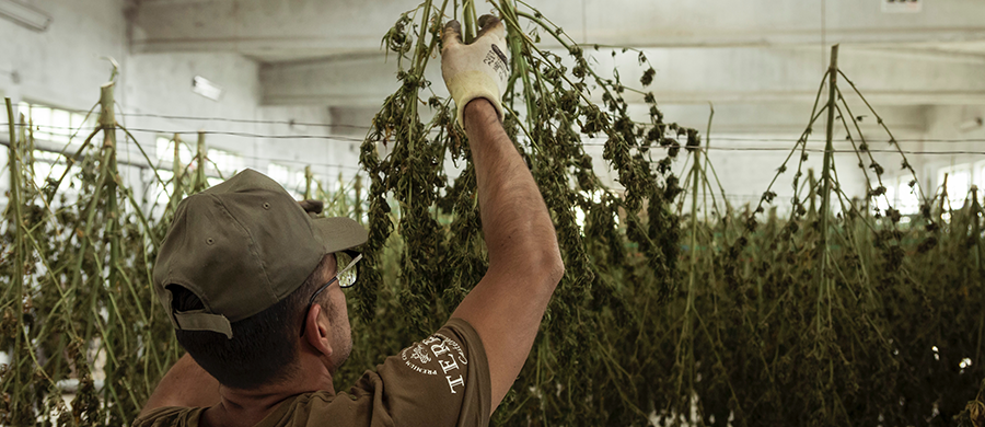 Legalização da Cannabis ajuda a criar novos empregos