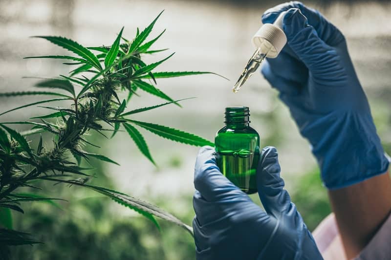 extrato de canabidiol para que serve cultivo