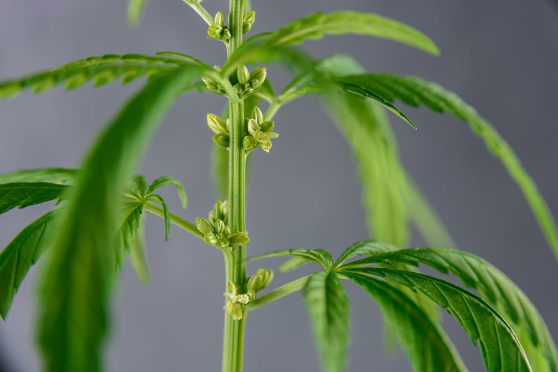 flavonoides para que cannabis