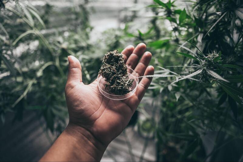 flor da maconha canhamo