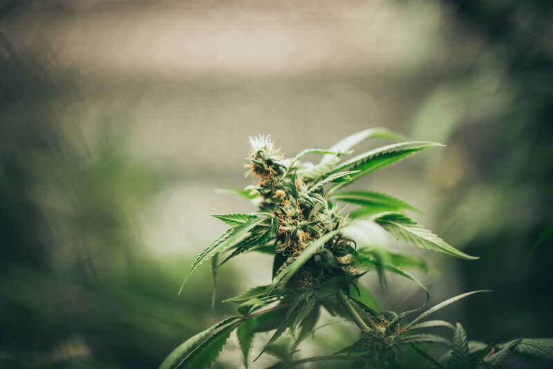 flor da maconha e legal no brasil