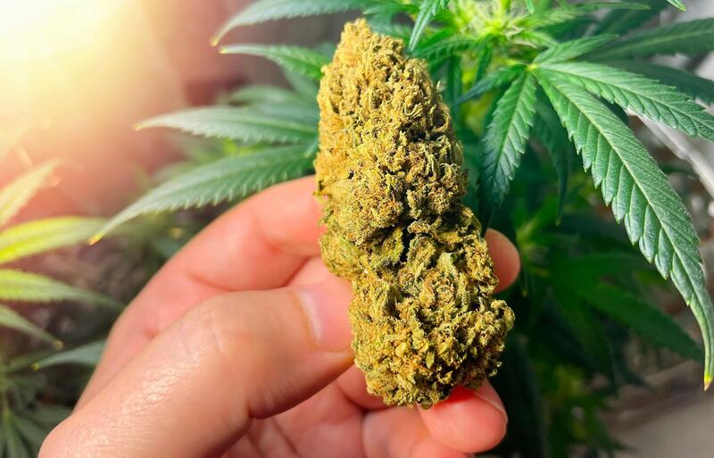 flor da maconha flor em maos