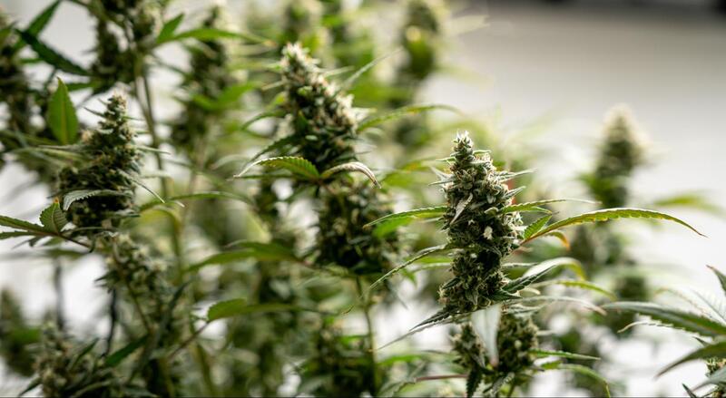 flor da maconha flores