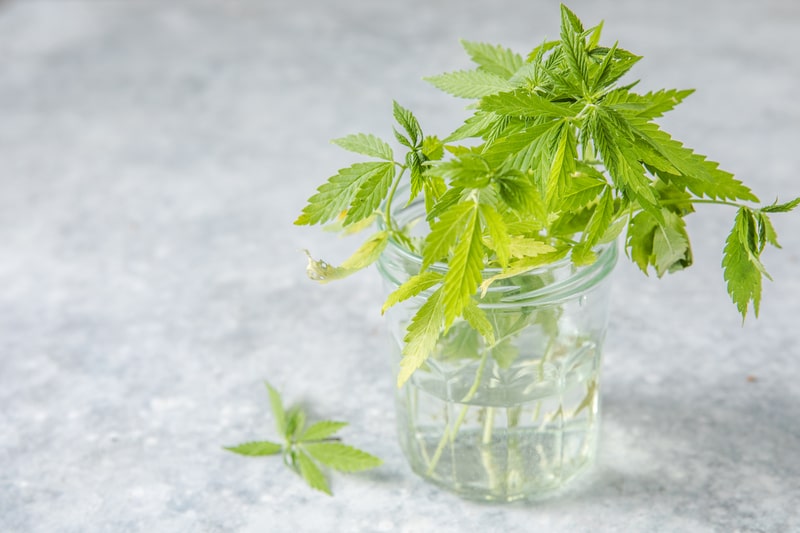 hidrodestilacao folhas