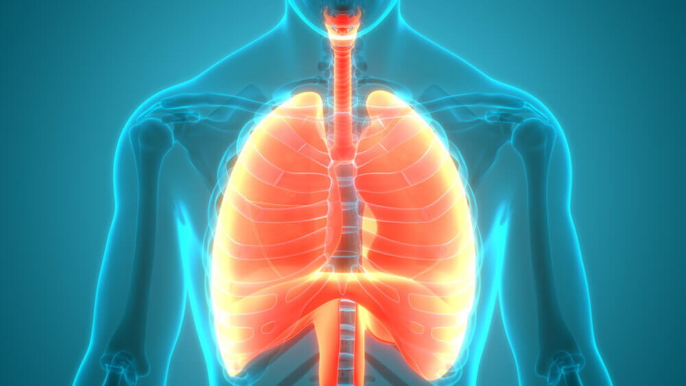 homeostase quais sao tipos