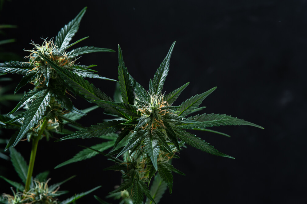 efeitos cannabis indica