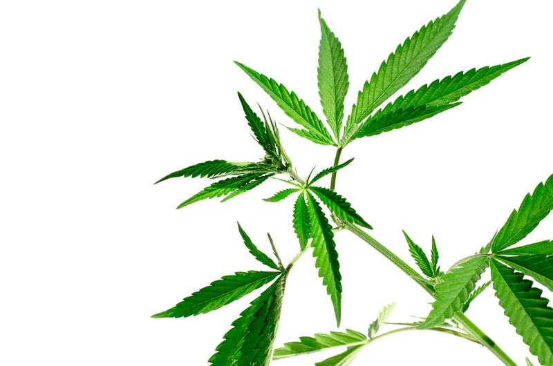 leite de canhamo folhas