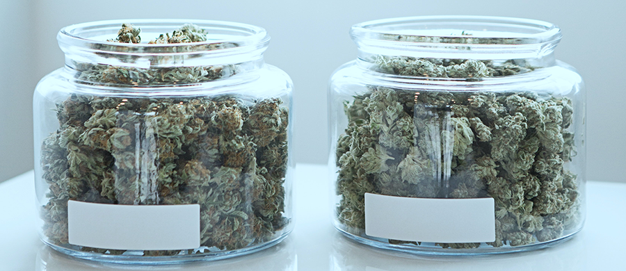 Cannabis com mais THC bate recorde de vendas no Uruguai