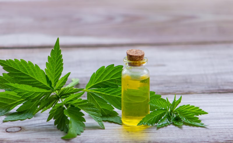 neurologista canabidiol cannabis