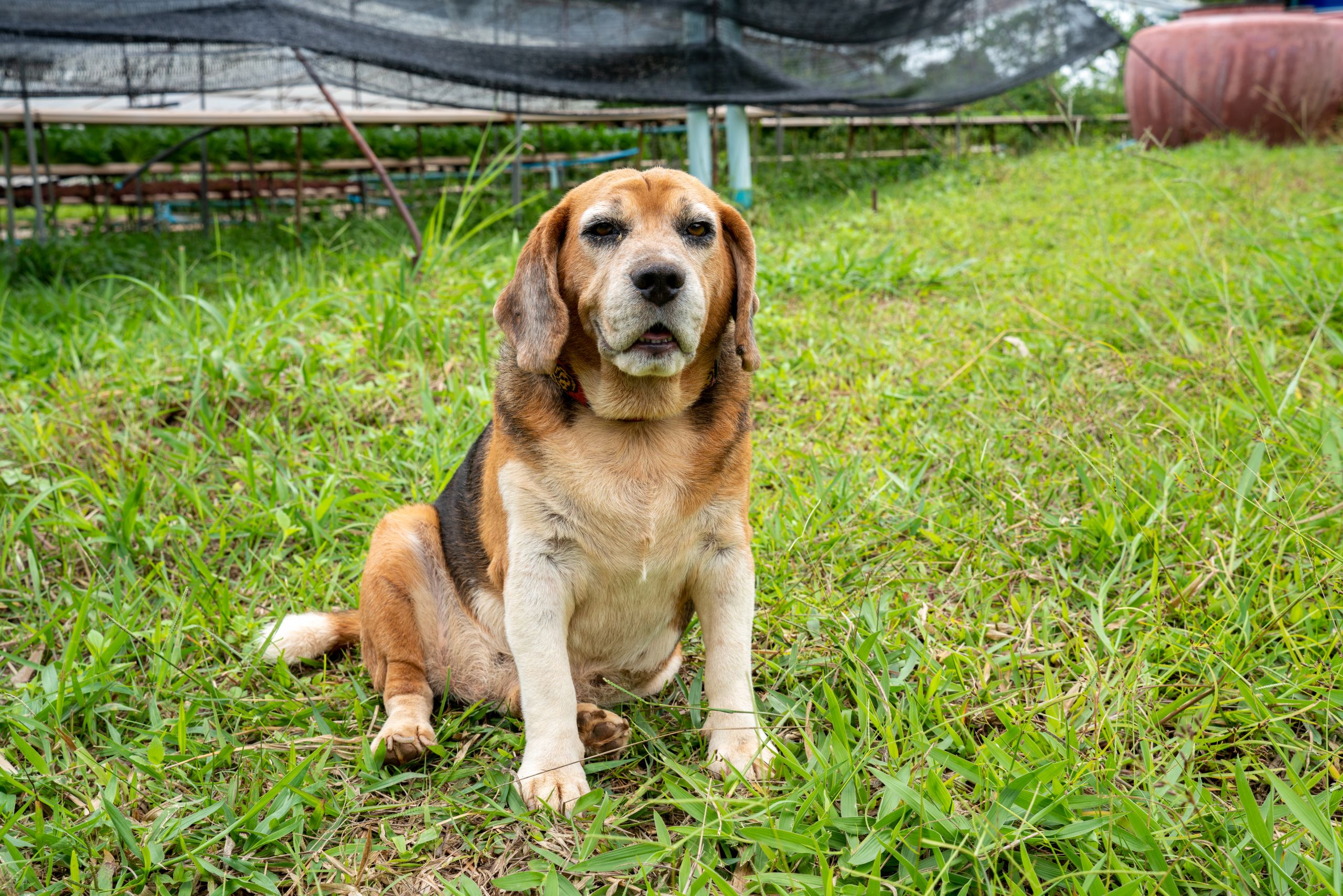o potencial da Cannabis para tratar artrose em cachorros