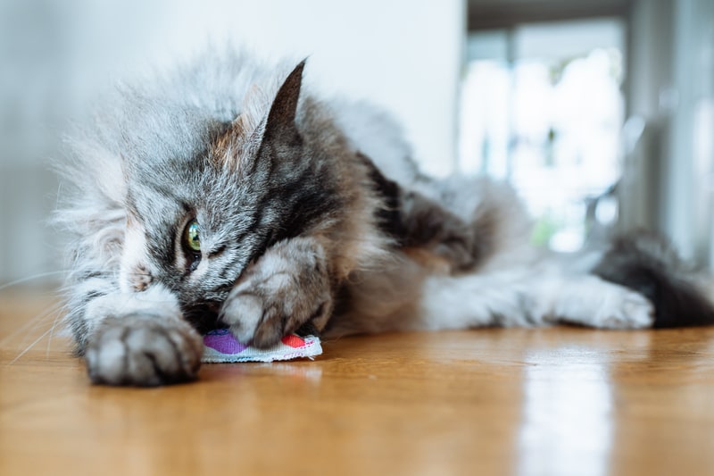 overdose de canabidiol gato