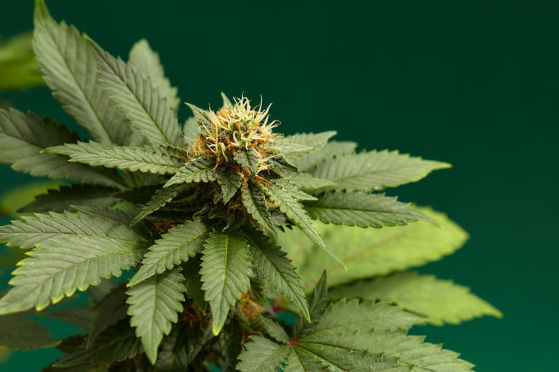 para que serve a ritalina planta