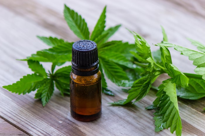 plantas medicinais cannabis