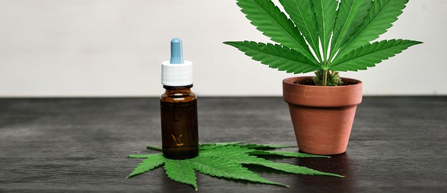 possibilidades da Cannabis para a distrofia muscular