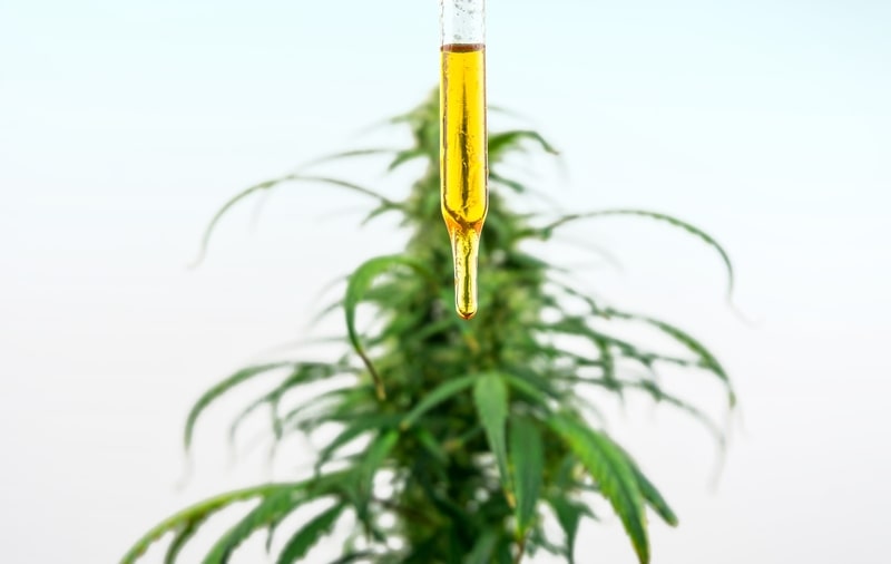 posso trazer cbd para o brasil flor