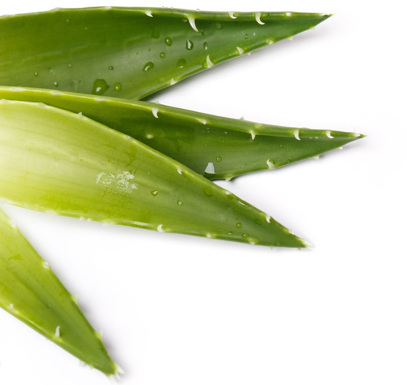 remedio para psoriase aloe vera
