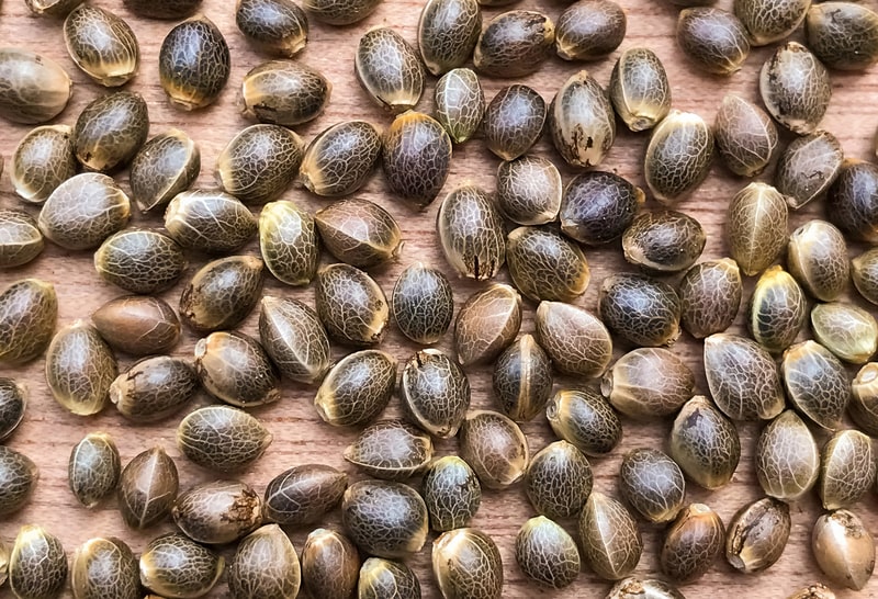 sementes de cannabis canhamo
