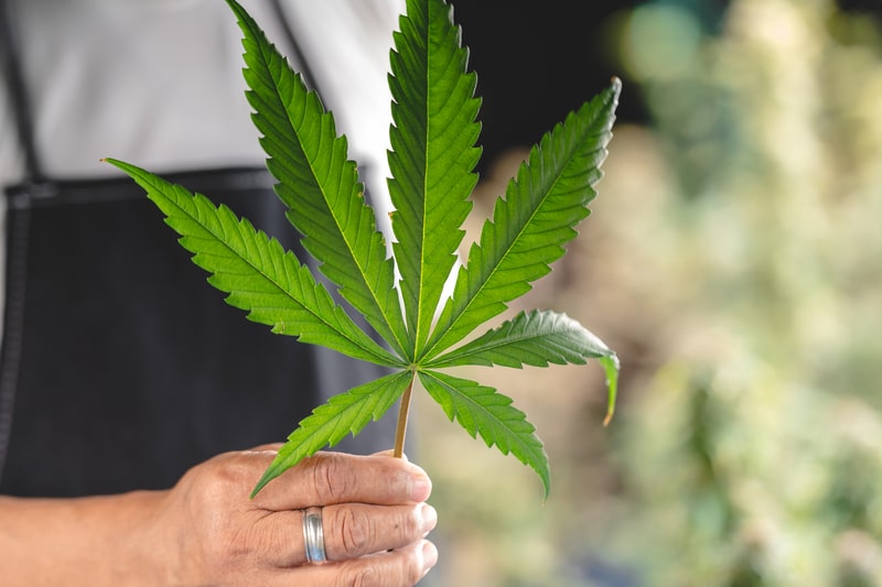 sistema endocanabinoide cbd folhas