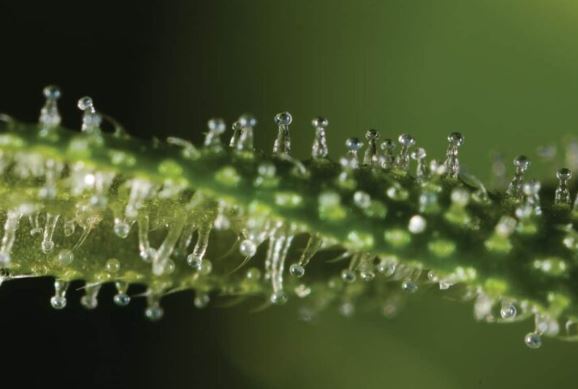 Terpenos podem ampliar o efeito comitiva