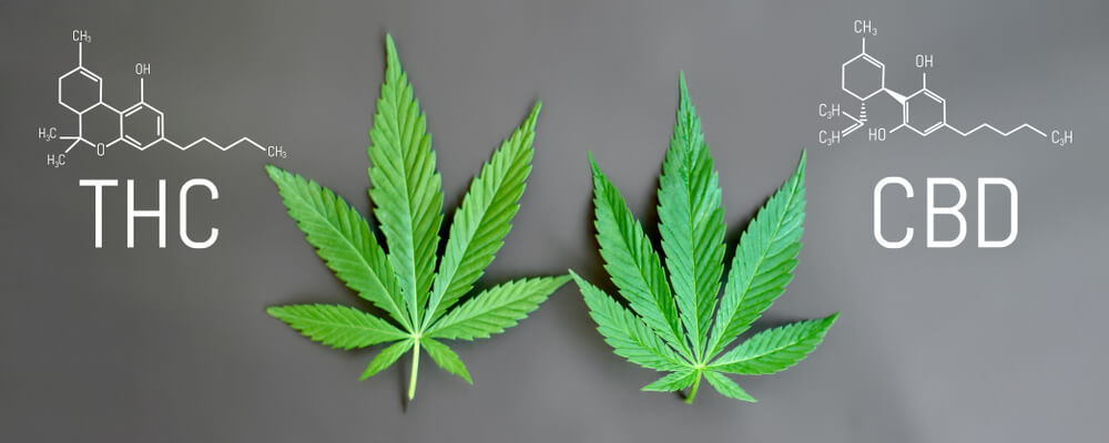 tetrahidrocanabinol qual diferenca THC CBD