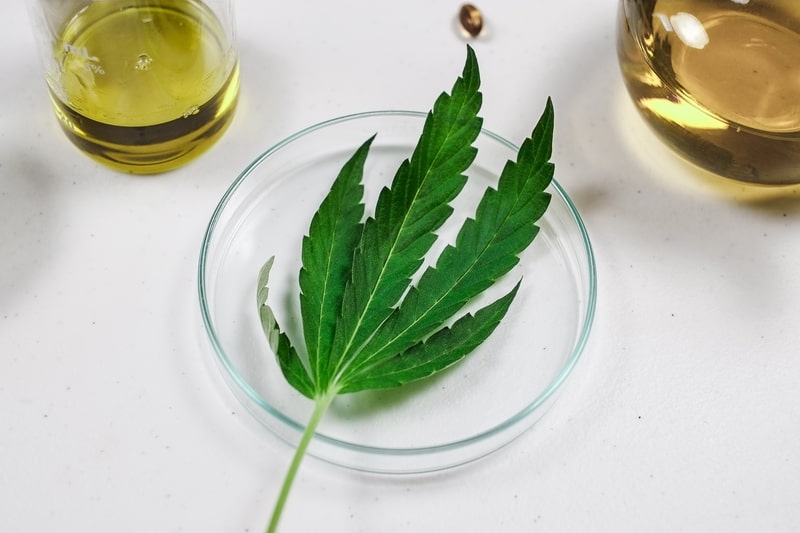 tratamento para hiperatividade planta cbd