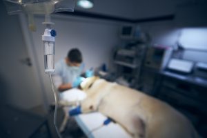 Como o CBD pode ajudar com os efeitos colaterais da quimioterapia em cães