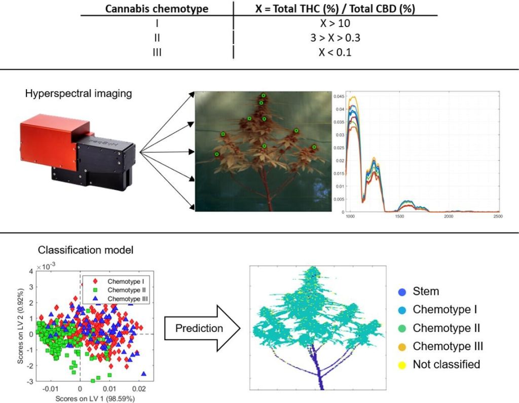 Esquema mostra como as imagens hiperespectrais podem detectar diferenças na planta ainda viva