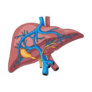 Ilustração de fígado humano em fundo branco