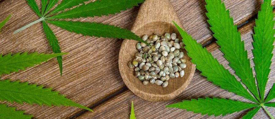 Conheça a pesquisa com Cannabis na UFSC