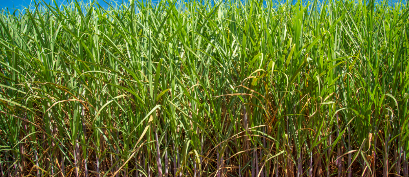O que a cana de açúcar tem a ver com a Cannabis?