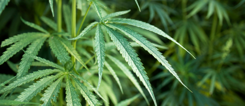 Falar de importação de flores de Cannabis para uso medicinal no Brasil é como caminhar em um campo minado