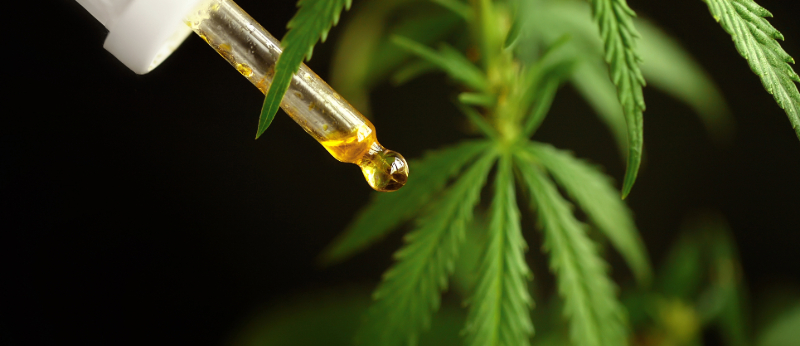 THC: Mocinho ou Vilão?