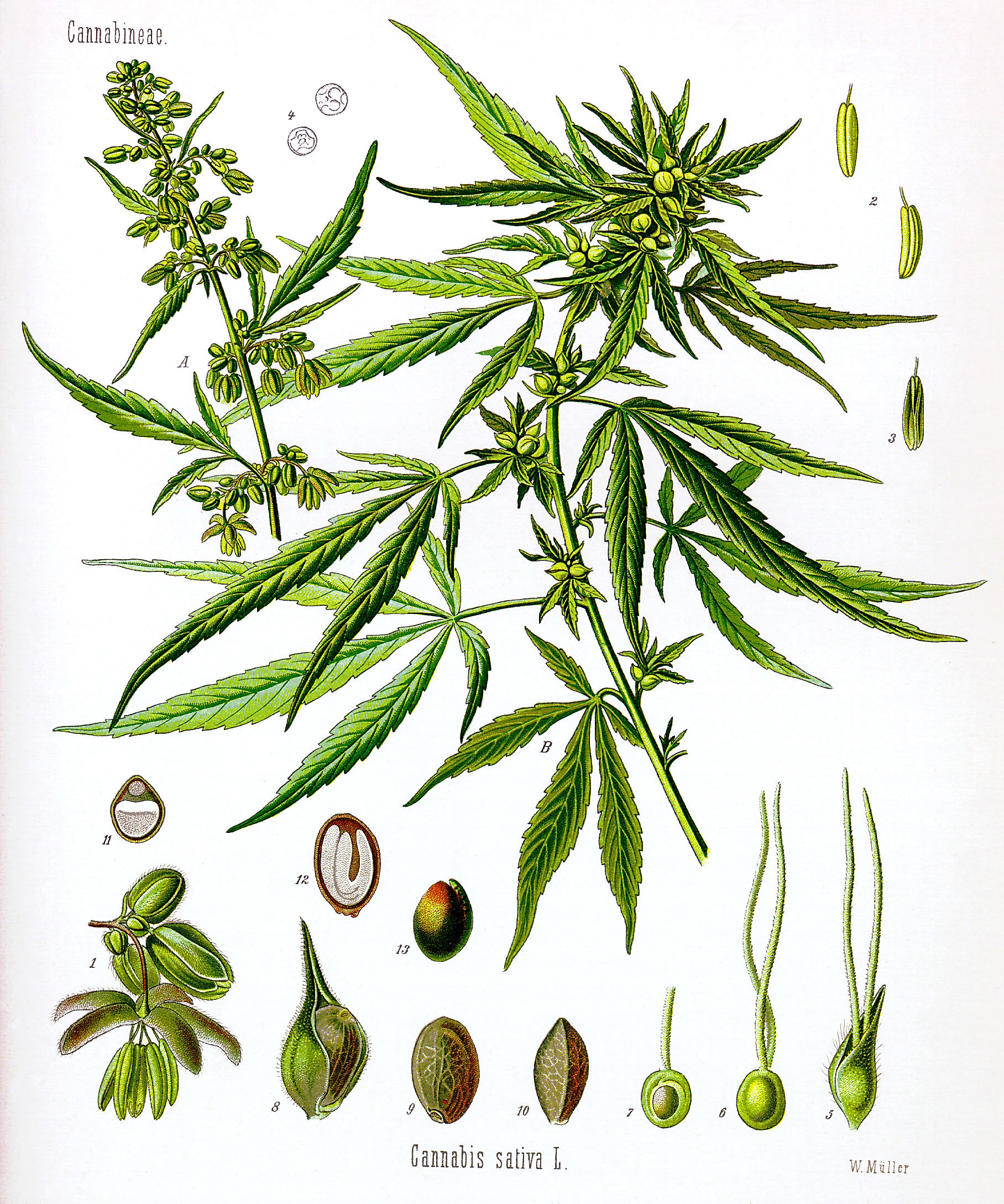 Cannabis – Wikipédia, a enciclopédia livre
