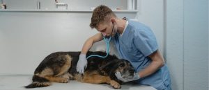 A Cannabis na veterinária