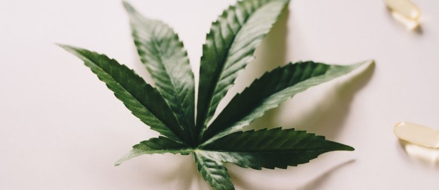 cannabis cancer de mama