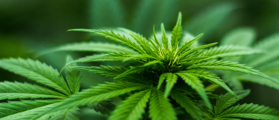 eixo-intestino-cerebro