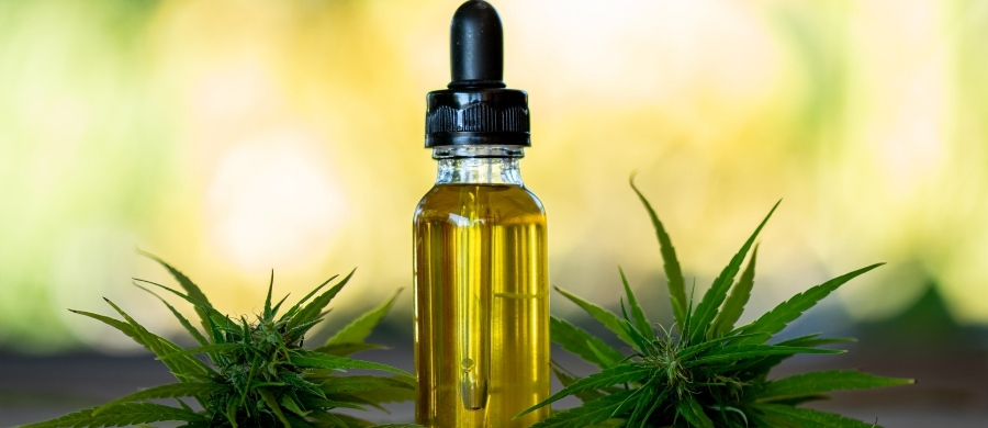 pesquisa de brasileiro pioneira Cannabis