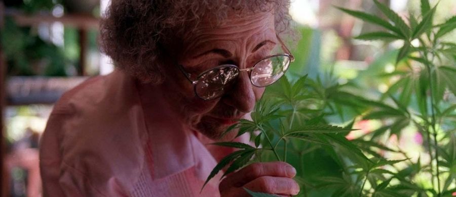 cannabis-contra-homofobia