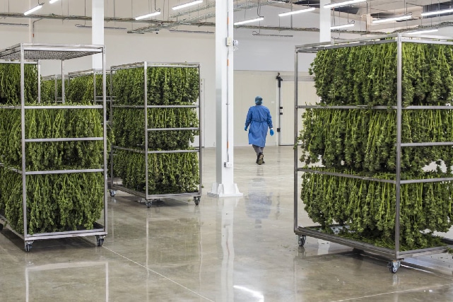 CLEVER LEAVES | A leading multi-national cannabis operator